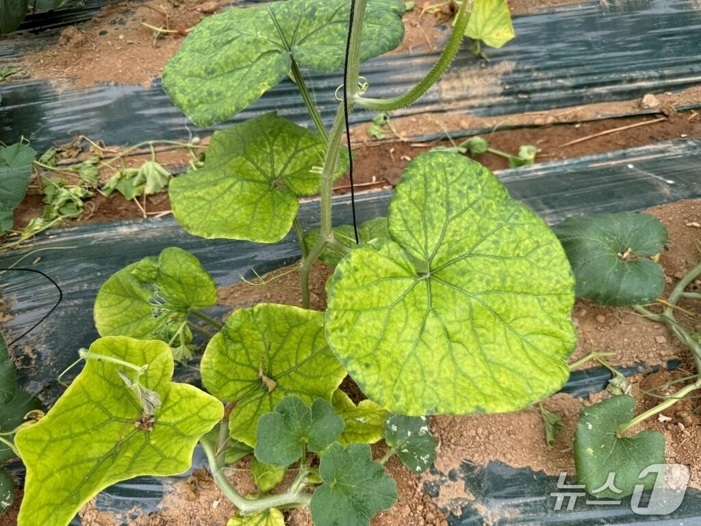 본문 이미지 - 황화 현상을 보이는 멜론 잎. (경기도 제공. 재판매 및 DB금지)