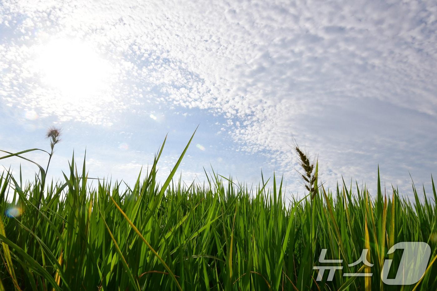 입추인 7일 경북 포항시 남구 연일읍의 논 위로 구름이 펼쳐져 있다. 2025.8.7/뉴스1 ⓒ News1 최창호 기자