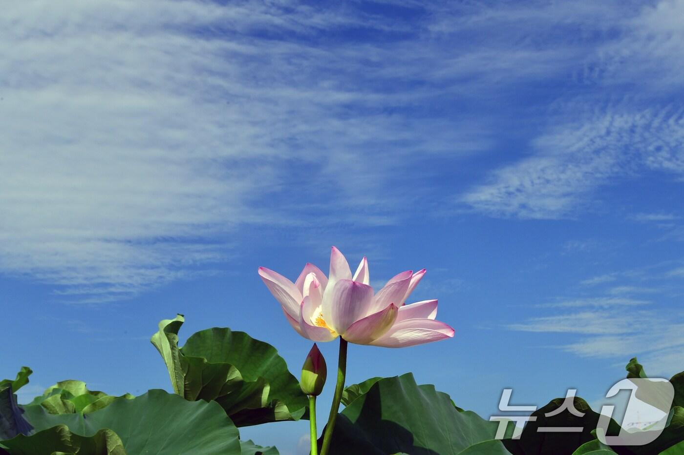 절기상 입추인 7일 오전 경북 포항시 남구 연일읍 연밭에서 연꽃들이 가을을 맞이하고 있다. 2025.8.7/뉴스1 ⓒ News1 최창호 기자