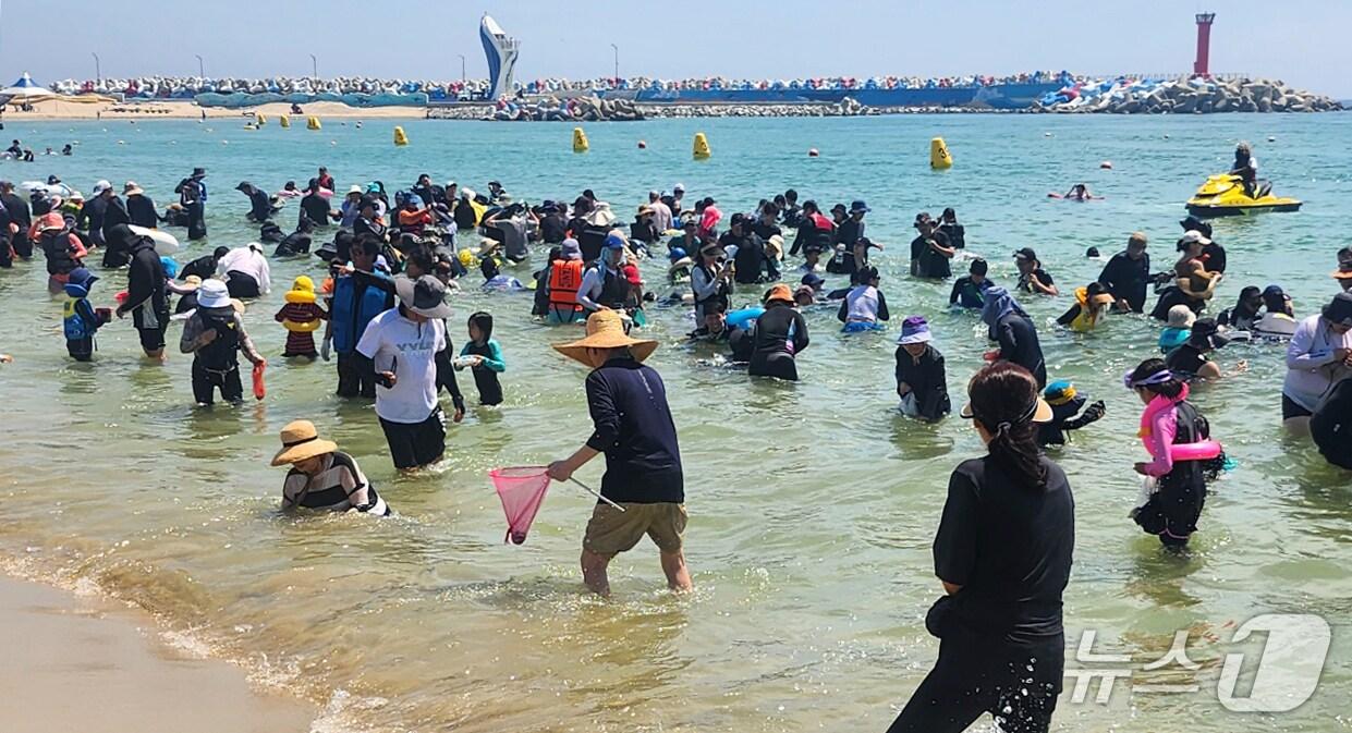 본문 이미지 - 지난 2일 고래불해수욕장에서 열린 조개잡이 체험 .(영덕군 제공, 재판매 및 DB금지) 2025.8.7/뉴스1