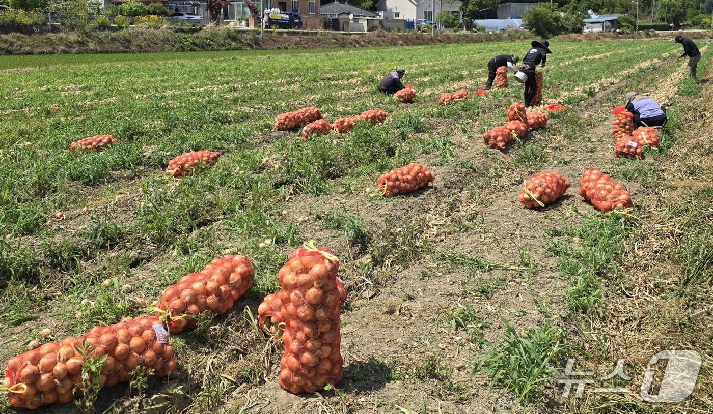 전북 익산에서 생산된 양파 약 1000톤이 이달부터 전국 유명 피자 프랜차이즈 등 3개 회사에 공급된다.(익산시 제공. 재판매 및 DB금지)
