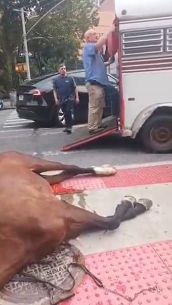 본문 이미지 - 6일(현지시간) 뉴욕타임스(NYT)에 따르면 전날 오후 2시 30분쯤 뉴욕 맨해튼 교차로에서 '레이디'라는 이름의 15살 암말이 쓰러졌다. 레이디는 헬스키친의 마구간으로 곧장 옮겨졌지만 사망 판정을 받았다. (사진=소셜미디어 X 갈무리)