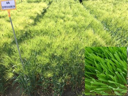 본문 이미지 - 농촌진흥청이 개발한 보리 '싹이랑' 품종 (농촌진흥청 제공) 2025.08.07 /뉴스1