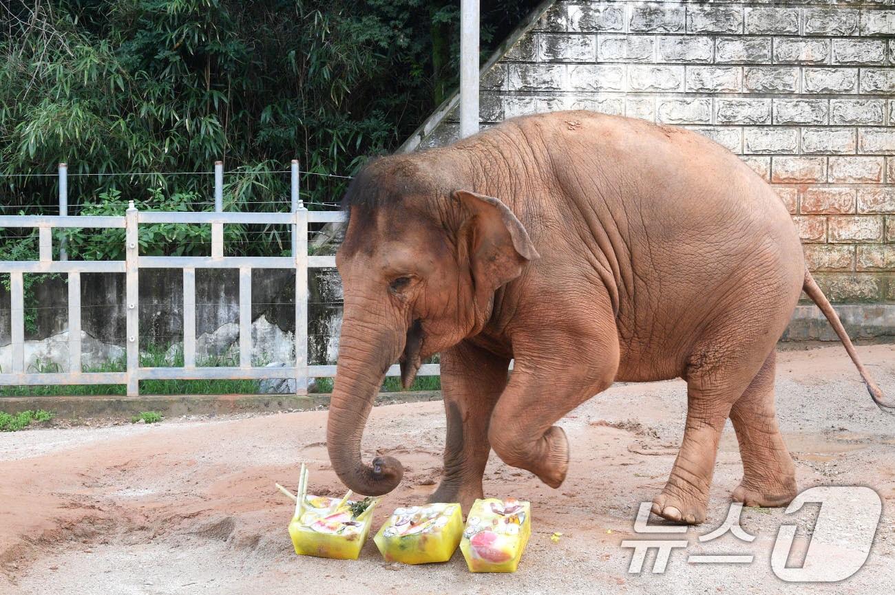 본문 이미지 - 폭염이 기승을 부리고 있는 가운데 광주 우치공원 동물원에서 7일 &#39;동물복지 실천 여름나기 프로그램&#39;으로 코끼리에게 과일을 얼린 대형 얼음 간식을 제공해 더위를 식히고 있다. &#40;광주시 제공. 재판매 및 DB 금지&#41; 2025.8.7/뉴스1 ⓒ News1 박준배 기자