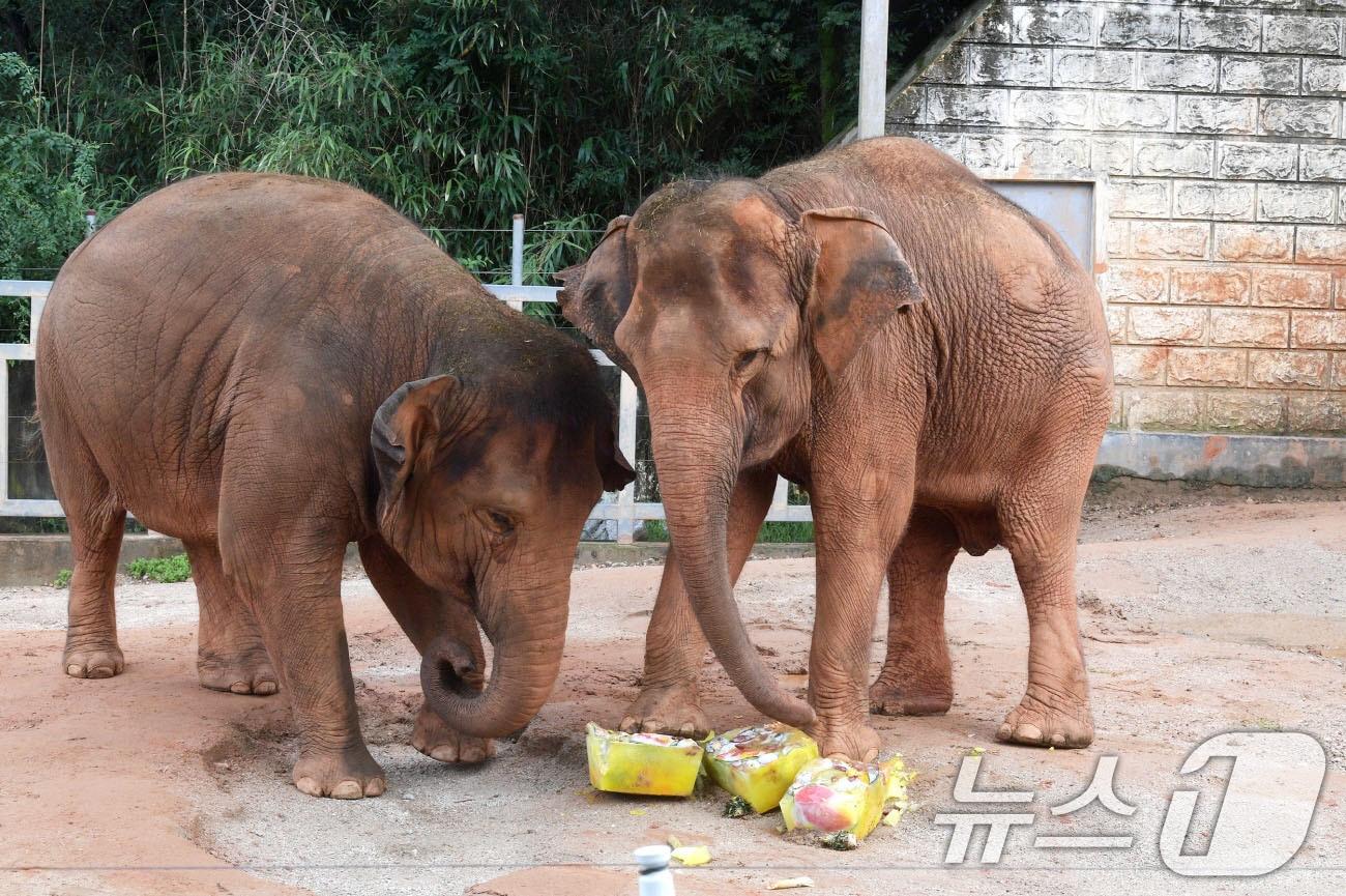 본문 이미지 - 폭염이 기승을 부리고 있는 가운데 7일 광주 우치공원 동물원에서 &#39;동물복지 실천 여름나기 프로그램&#39;으로 아시아 코끼리 &#39;봉이&#39;와 &#39;우리&#39; 모녀에게 과일을 얼린 대형 얼음 간식을 제공해 더위를 식히고 있다. &#40;광주시 제공. 재판매 및 DB 금지&#41; 2025.8.7/뉴스1 