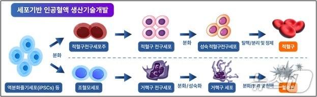 본문 이미지 - 식품의약품안전처는 국가 R&D&#40;연구개발&#41;로 개발 중인 세포기반 인공혈액을 첨단바이오의약품으로 분류해 임상시험 진입, 품목허가 신청 등 향후 개발과정의 본격적인 진행이 가능해졌다고 8일 밝혔다. 사진은 세포기반 인공혈액 개발 과정.&#40;식품의약품안전처 제공&#41;