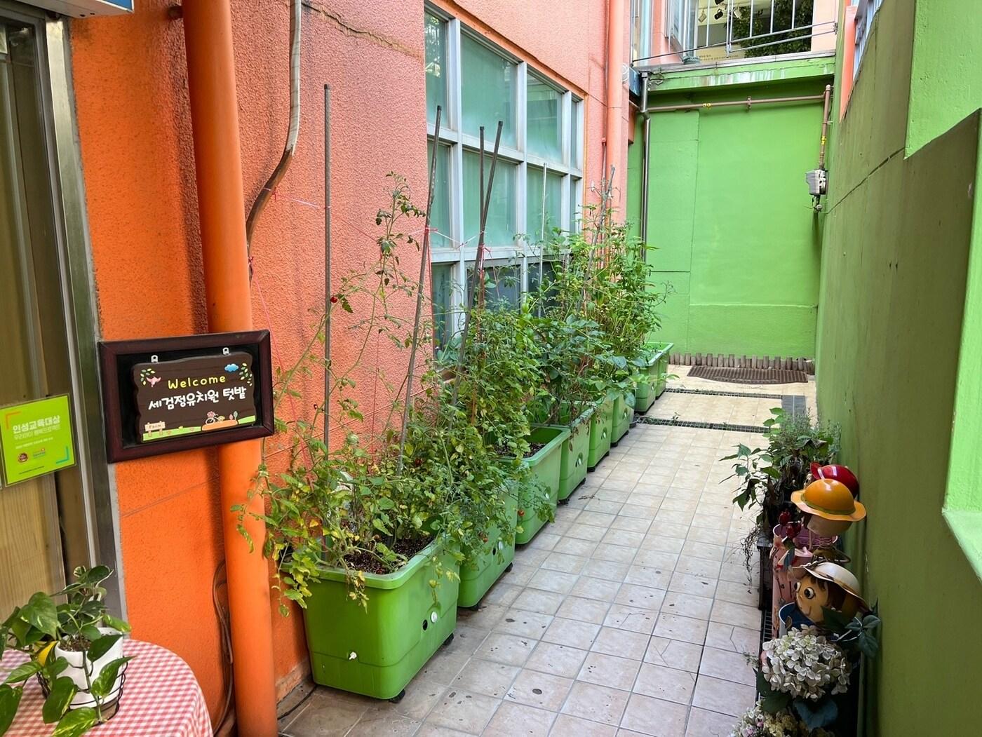 본문 이미지 - 세검정유치원 텃밭(종로구 제공)