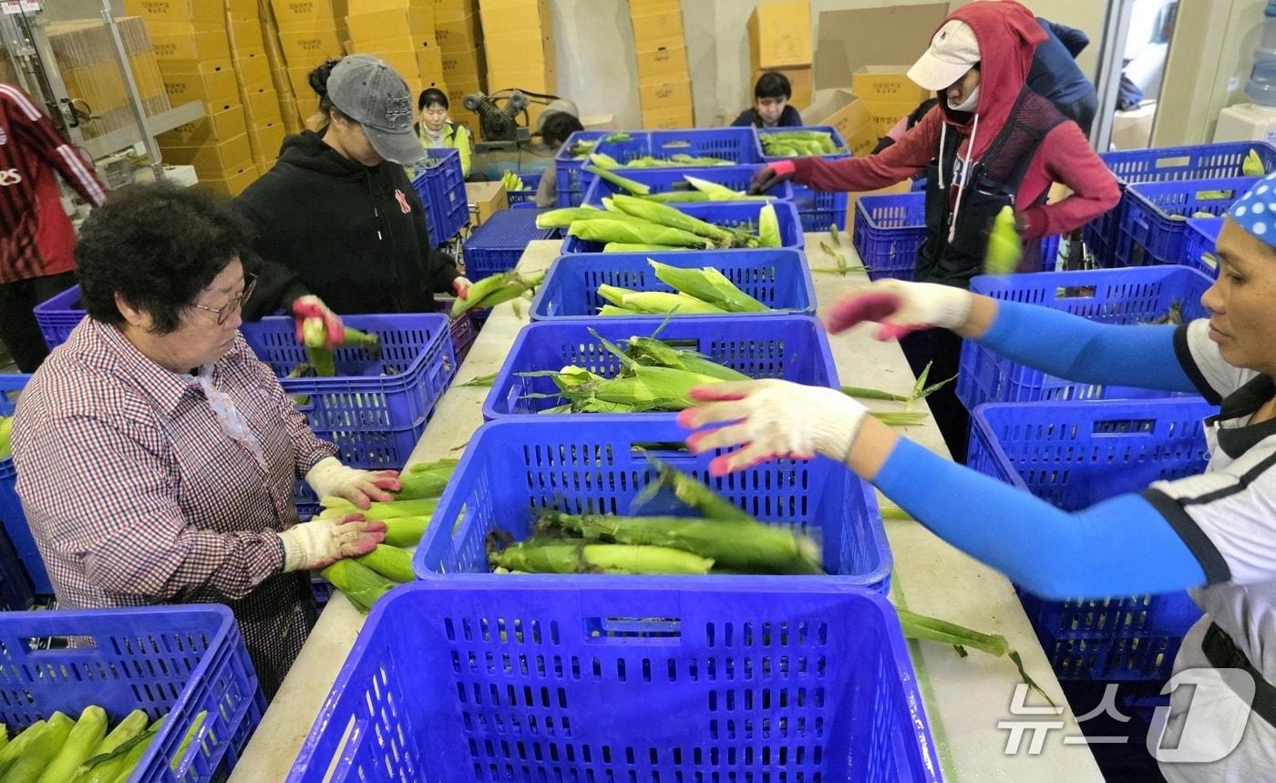 충북 괴산 청청농협 옥수수 공동선별단이 출하할 옥수수를 선별하고 있다.&#40;농협괴산군지부 제공, 재판매 및 DB금지&#41;/뉴스1