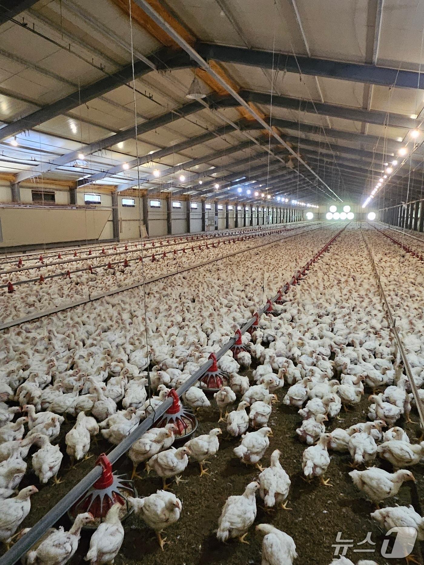본문 이미지 - 경남도내 한 육계농장 모습&#40;경남도 제공. 재판매 및 DB금지&#41;