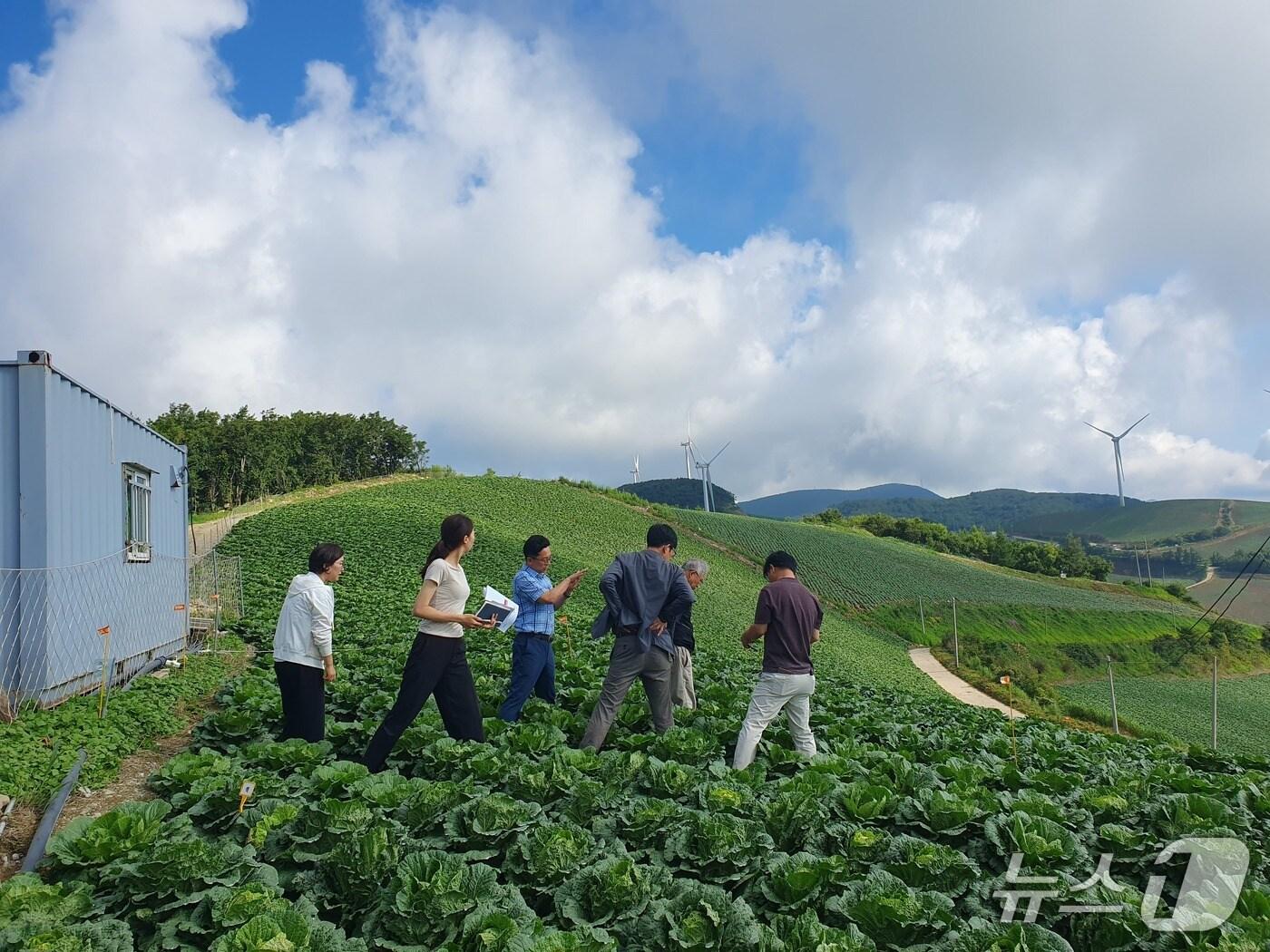 본문 이미지 - 강원 강릉시, 고랭지채소 현장 기술지원 강화.&#40;강릉시 제공, 재판매 및 DB 금지&#41; 2025.8.8/뉴스1