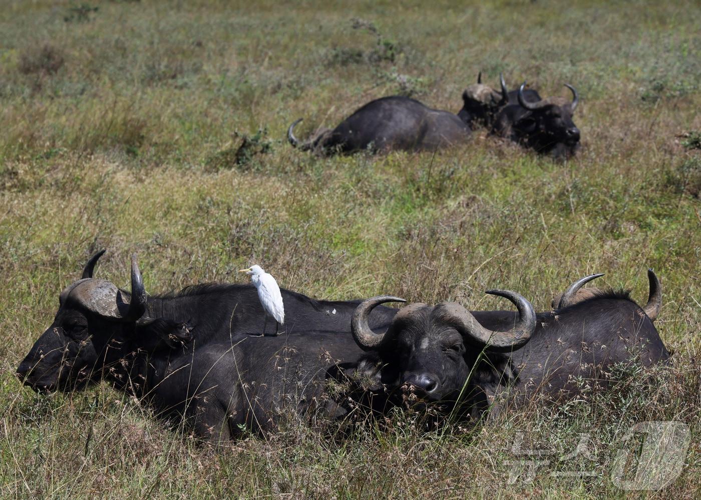 1월 31일(현지시간) 케냐 나이로비 국립공원에서 아프리카 아프리카물소들이 휴식을 취하고 있다. <자료 사진> 2025.01.31. ⓒ 로이터=뉴스1 ⓒ News1 윤다정 기자