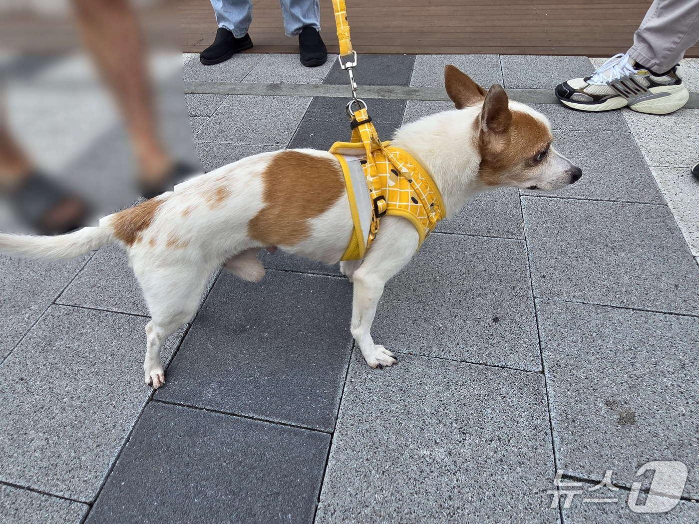 본문 이미지 - 지난 5일 20대 A 씨로부터 학대 당한 강아지.(부산진경찰서 제공. 재판매 및 DB 금지)