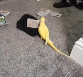 본문 이미지 - 영국의 한 마약 조직 총책의 여자친구가 기르던 앵무새가 지폐를 갖고 노는 모습 <출처=블랙풀 경찰 페이스북>