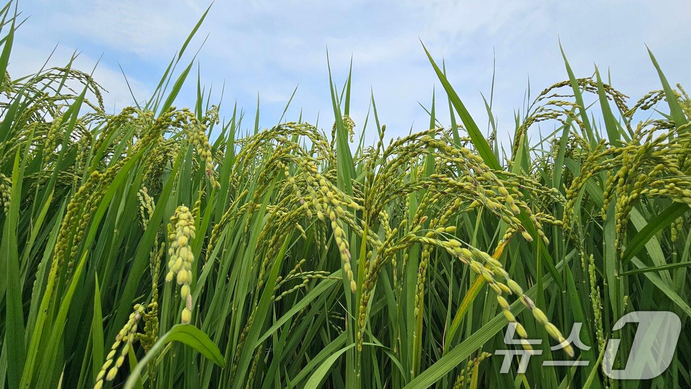 지난 1일 경북 포항시 북구 흥해읍의 들녘에서 벼가 누렇게 익어가고 있다. 2025.9.1/뉴스1 ⓒ News1 최창호 기자