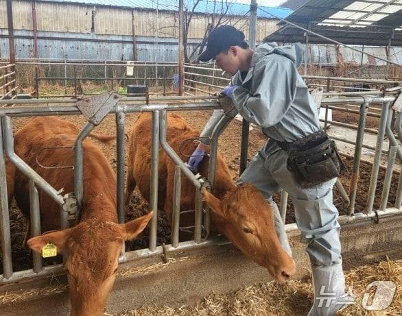 본문 이미지 - 구제역 접종 장면 &#40; 보은군 제공, 재판매 및 DB금지&#41; /뉴스1