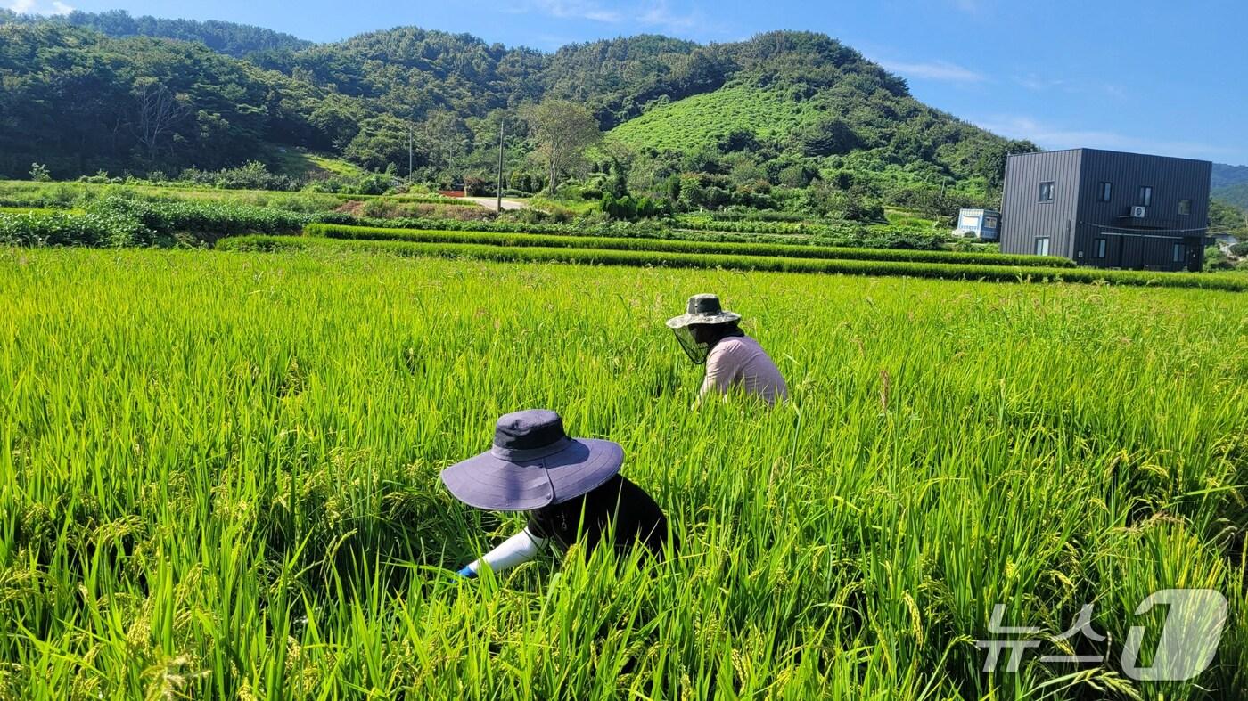 진주시 농업기술센터의 벼멸구 등 비래해충 예찰 활동&#40;진주시 제공. 재판매 및 DB금지&#41;.