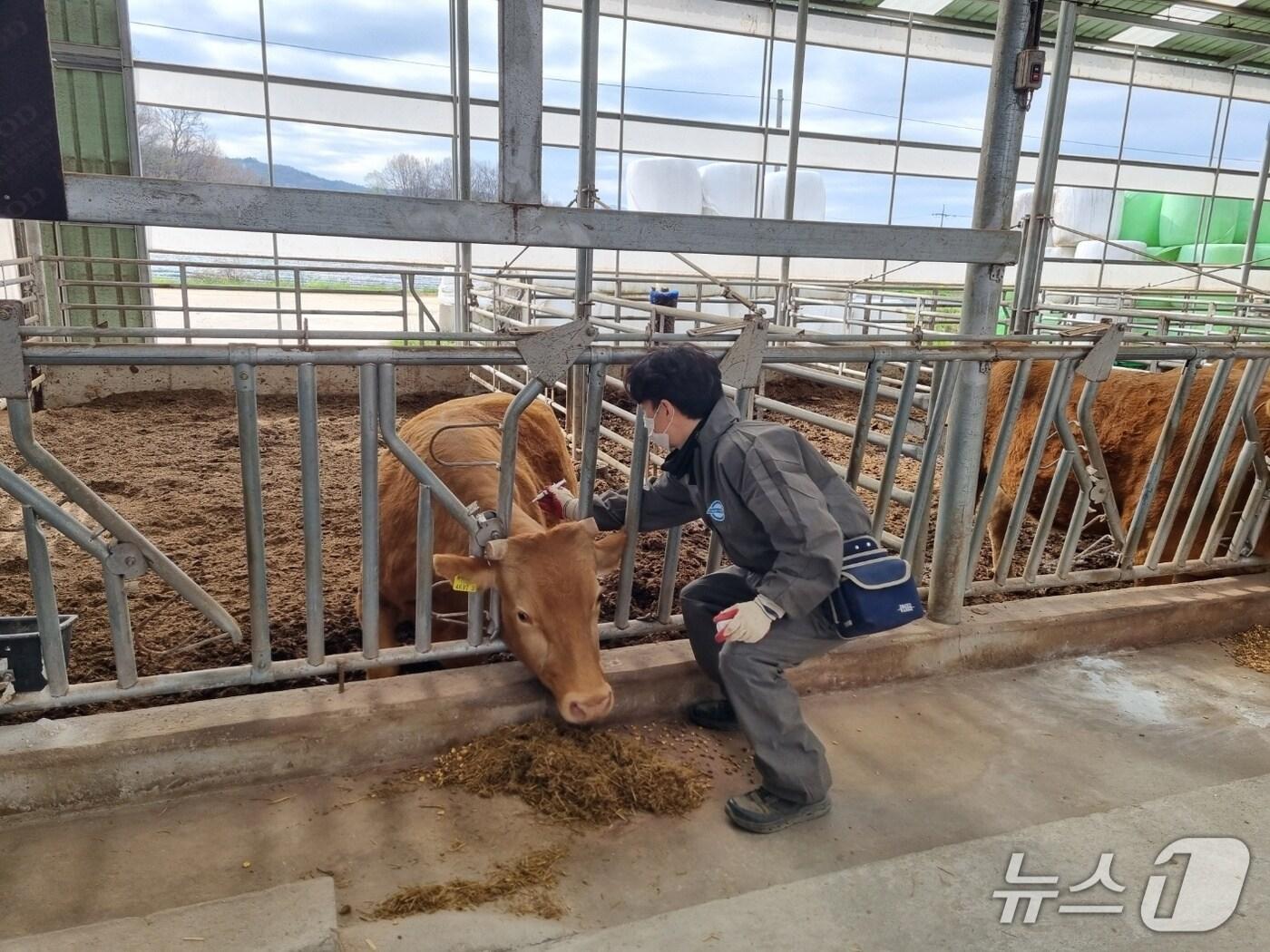 본문 이미지 - 충북도 구제역 백신 접종(충북도 제공. 재판매 및 DB금지)