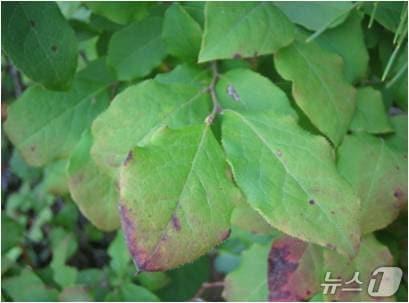 본문 이미지 - 정금나무 잎.&#40;경기도 제공. 재판매 및 DB금지&#41;