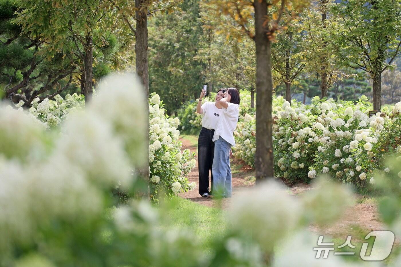 전북 임실군 옥정호 붕어섬 생태공원에 여름철 대표 꽃인 수국이 만개하면서 관광객들에게 특별한 경관을 선사하고 있다.(임실군제공. 재판매 및 DB금지)2025.9.1/뉴스1
