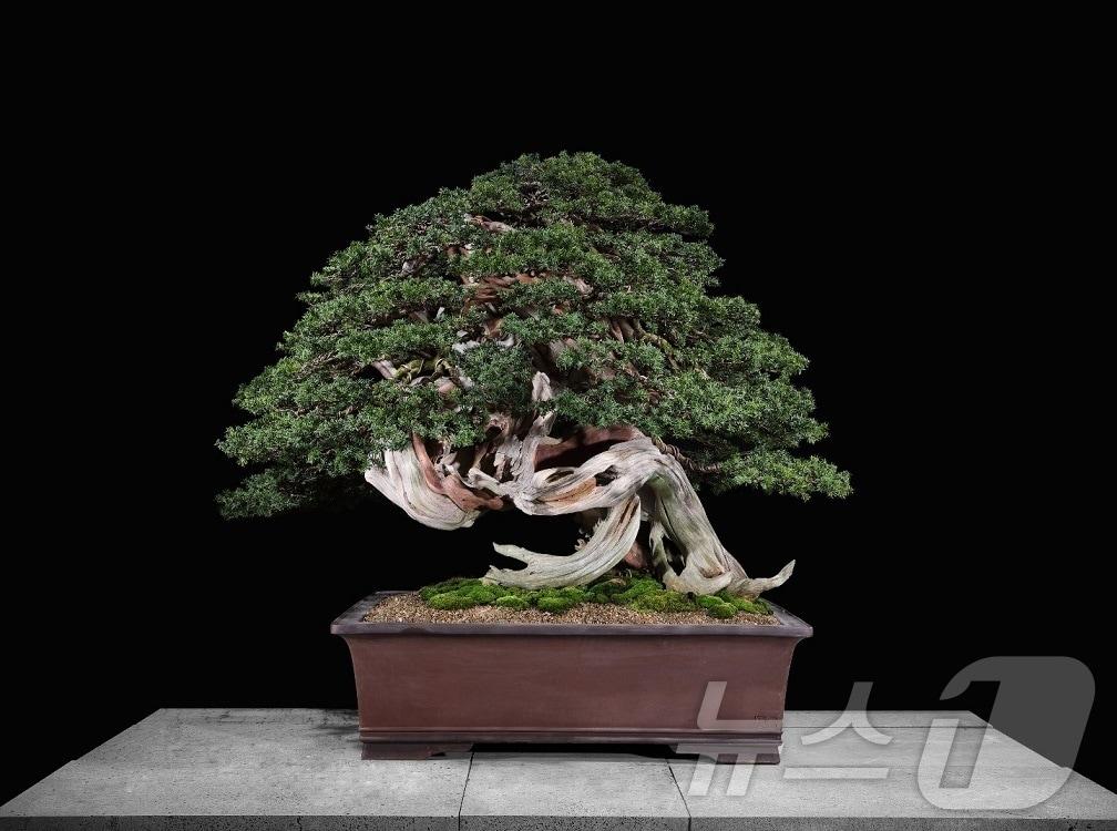 본문 이미지 - 주목나무 분재&#40;신안군 제공. 재판매 및 DB금지&#41; /뉴스1 