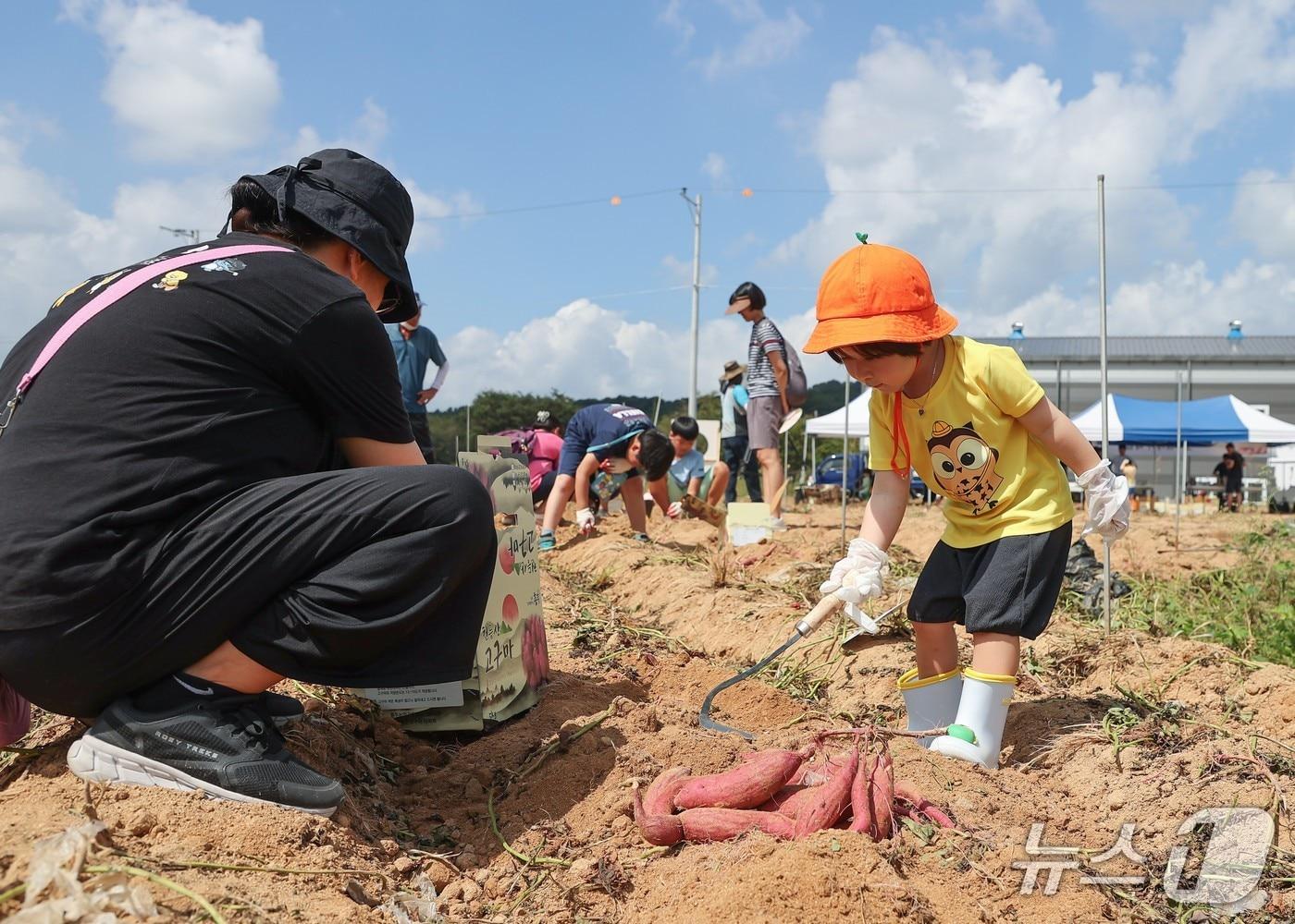본문 이미지 - 2024년 충주 천등산 고구마 축제 체험 행사.(충주시 제공. 재판매 및 DB금지)/뉴스1 
