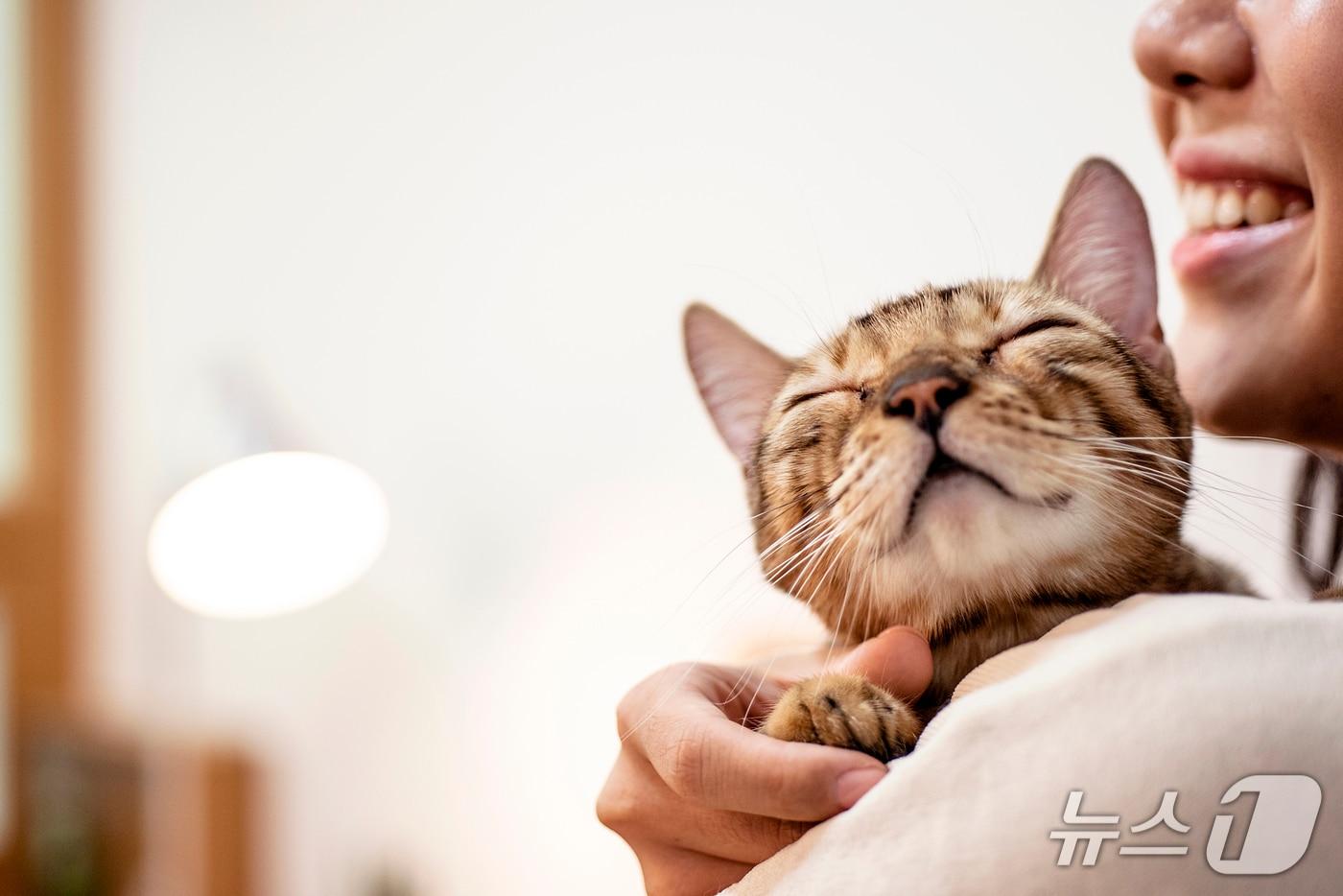 고양이와 보호자&#40;사진 이미지투데이&#41; ⓒ 뉴스1