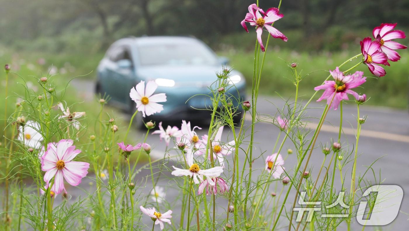 제주에 비가 내리는 10일 오전 서귀포시 표선면 가시리 녹산로에 코스모스가 펴 다가오는 가을을 알리고 있다. 2025.9.10/뉴스1 ⓒ News1 오현지 기자