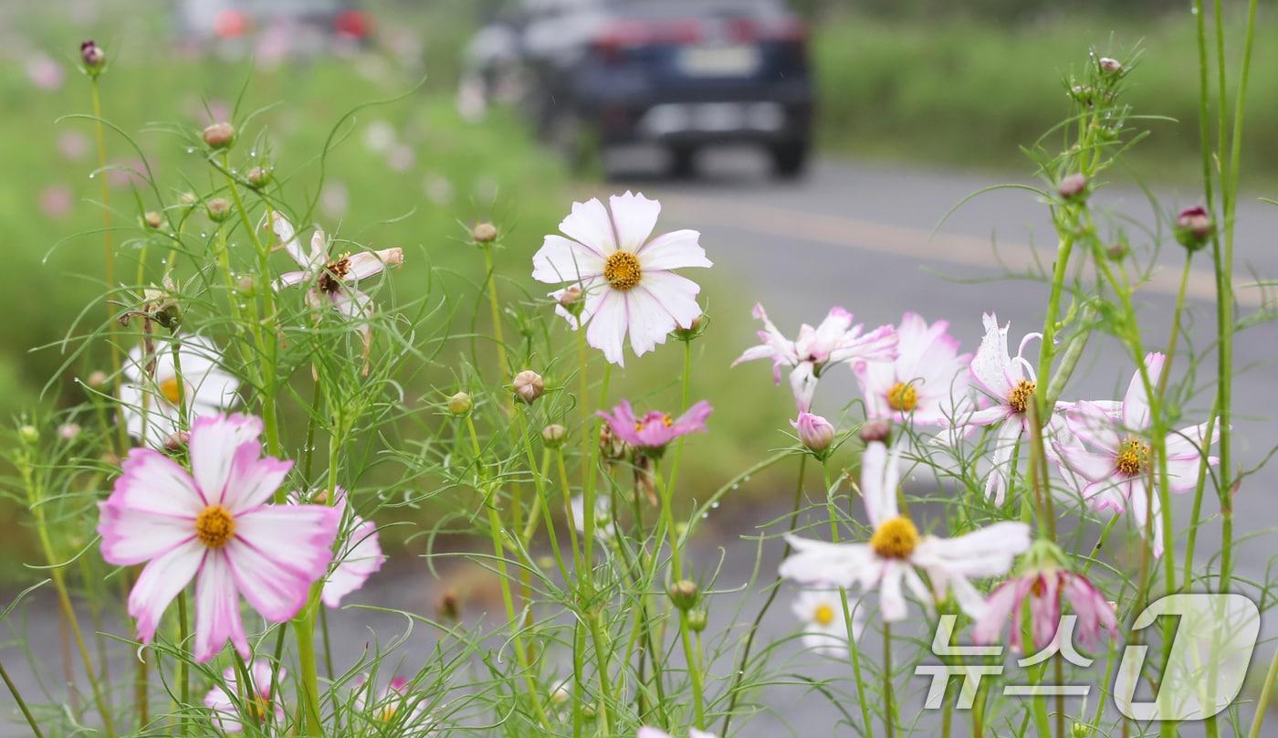 서귀포시 표선면 가시리 녹산로에 코스모스가 펴 다가오는 가을을 알리고 있다. /뉴스1