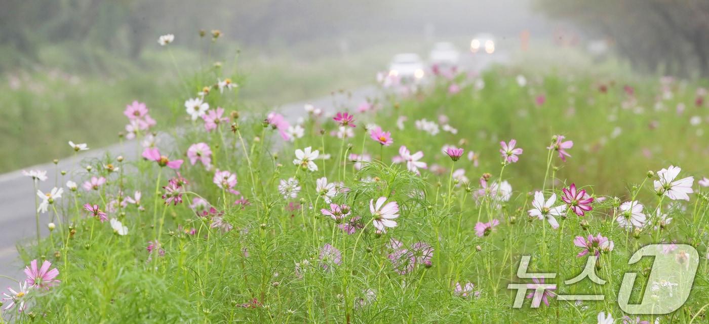 서귀포시 표선면 가시리 녹산로에 코스모스가 펴 있다.ⓒ News1 DB