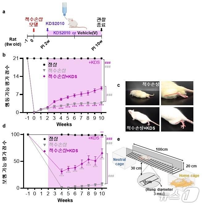 본문 이미지 - 척수손상 동물모델에서 KDS2010의 치료 효과(IBS 제공) /뉴스1