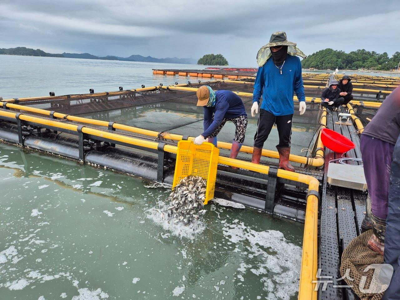 본문 이미지 - 10일 고흥군이  도양읍 소록지선과 화도지선 해역에 감성돔 42만 5000마리와 조피볼락 24만 마리 등 총 66만 5000마리를 긴급 방류했다.(고흥군 제공)