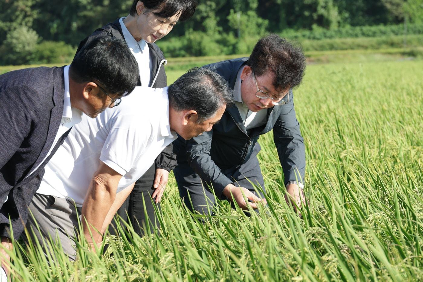 이승돈 농촌진흥청장이 10일 충청남도 당진시 가루쌀 재배 현장에서 생육상황을 점검하고 있다. &#40;농촌진흥청 제공&#41; 2025.9.10 /뉴스1