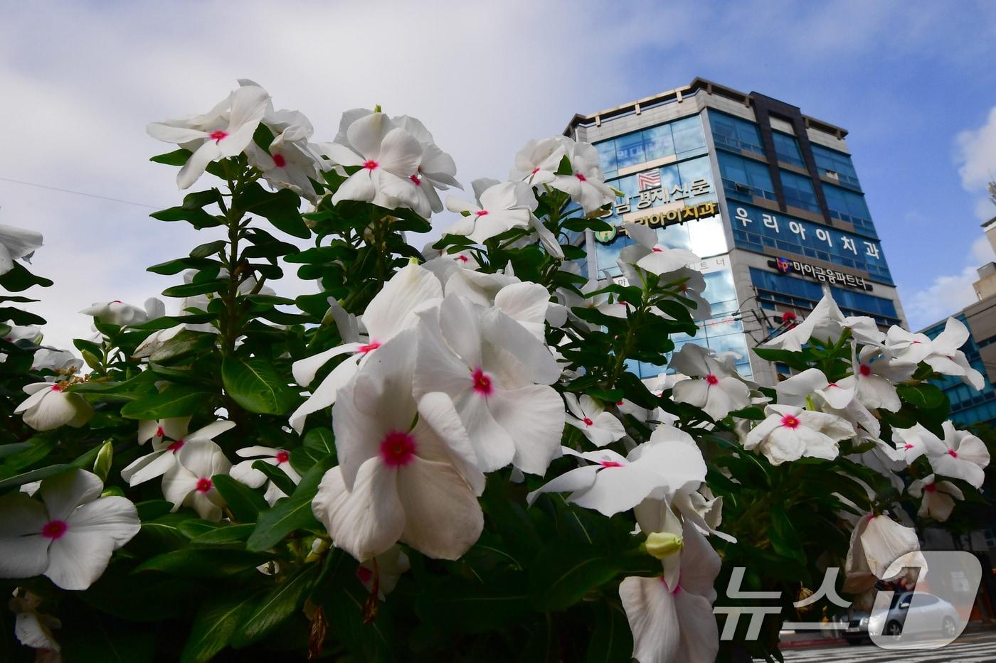 11일 경북 포항시청 앞 화단에서 일일초가 가을 햇살을 쬐고 있다. &#40;사진은 기사 내용과 무관함&#41; 2025.9.11/뉴스1 ⓒ News1 최창호 기자