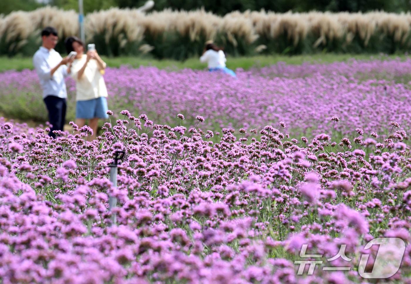 부산 강서구 대저생태공원을 찾은 시민들이 활짝 핀 버베나꽃을 감상하며 가을 분위기를 즐기고 있다. 2025.9.11/뉴스1 ⓒ News1 윤일지 기자