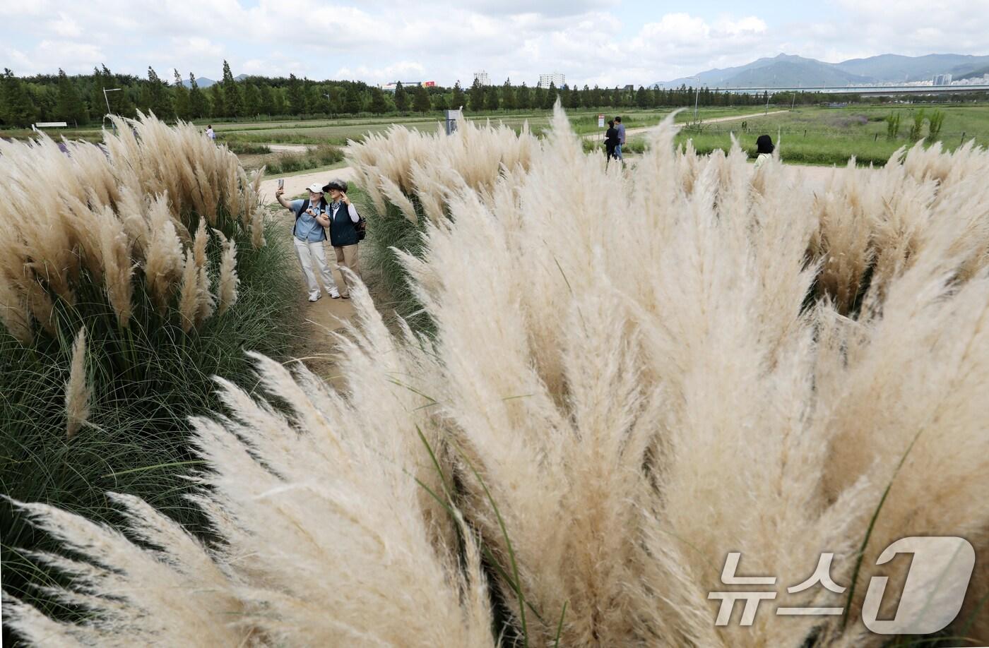 지난 11일 부산 강서구 대저생태공원을 찾은 시민들이 만개한 팜파스그라스를 감상하며 가을 분위기를 즐기고 있다. 2025.9.11/뉴스1 ⓒ News1 윤일지 기자