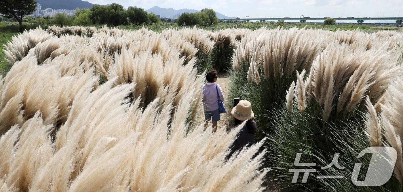 선선한 초가을 날씨를 보인 11일 부산 강서구 대저생태공원을 찾은 시민들이 만개한 팜파스그라스를 감상하며 가을 분위기를 즐기고 있다. 2025.9.11/뉴스1 ⓒ News1 윤일지 기자