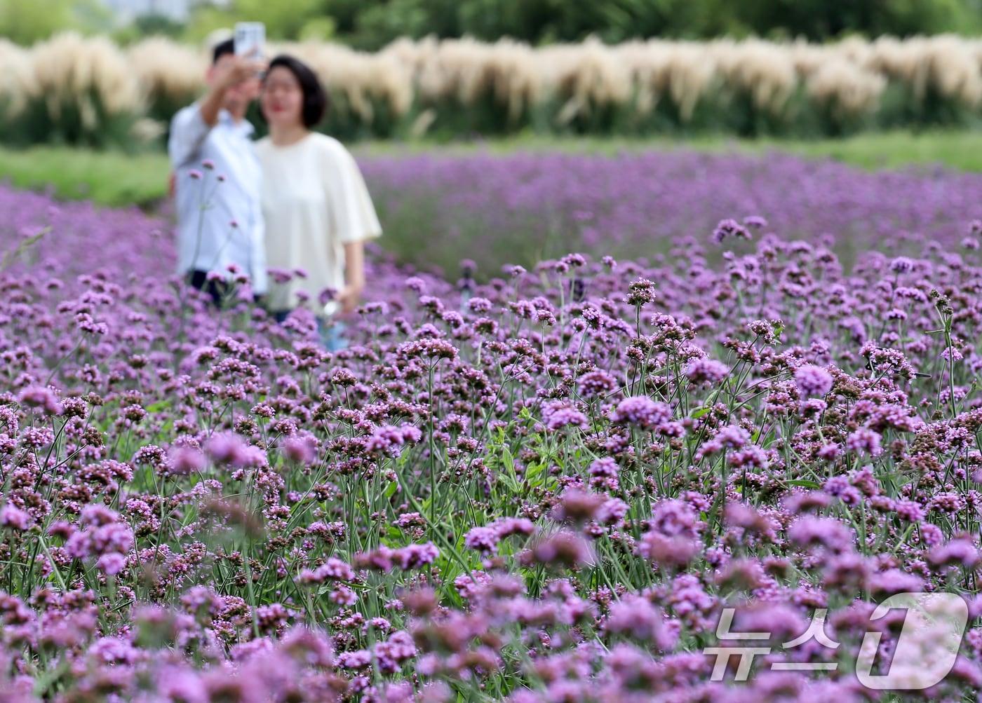 본문 이미지 - 부산 강서구 대저생태공원을 찾은 시민들이 활짝 핀 버베나꽃을 감상하며 가을 분위기를 즐기고 있다. 2025.9.11/뉴스1 ⓒ News1 윤일지 기자