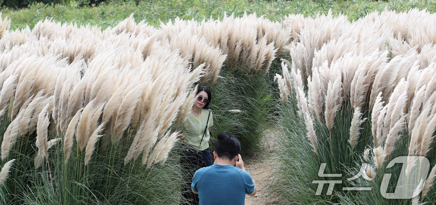 선선한 초가을 날씨를 보인 지난 11일 부산 강서구 대저생태공원을 찾은 시민들이 만개한 팜파스그라스를 감상하며 가을 분위기를 즐기고 있다. 2025.9.11/뉴스1 ⓒ News1 윤일지 기자