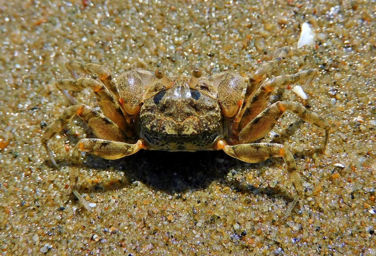 본문 이미지 -  서천 송석갯벌에서 발견된 해양생물보호종인 '발콩게'.(서천군지속가능발전협의회 제공. 재판매 및 DB금지)/뉴스1