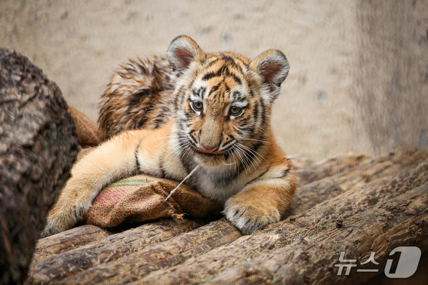 새끼호랑이.&#40;서울대공원 제공원