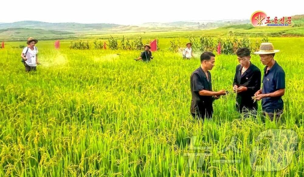 본문 이미지 - &#40;평양 노동신문=뉴스1&#41; = 북한 노동당 기관지 노동신문은 12일 &#34;박천군이 알곡생산에서 벼와 밀의 압도적비중을 보장할 데 대한 당 정책 관철에서 큰 걸음을 내짚었다&#34;며 &#34;올해 밀 대 밭벼두벌농사면적을 지난해보다 3배로 늘여 밀은 정보 당 6톤&#40;t&#41;이상 생산했으며 밭벼도 6t이상의 소출을 내다보고 있다&#34;라고 보도했다. [국내에서만 사용가능. 재배포 금지. DB 금지. For Use Only in the Republic of Korea. Redistribution Prohibited] rodongphoto@news1.kr