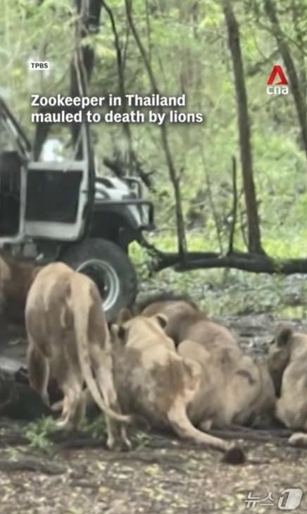 본문 이미지 - 태국 방콕의 한 사파리 공원에서 사육사가 사자들에게 물려 사망했다. (소셜미디어 인스타그램 사용자 @channelnewsasia 캡처)