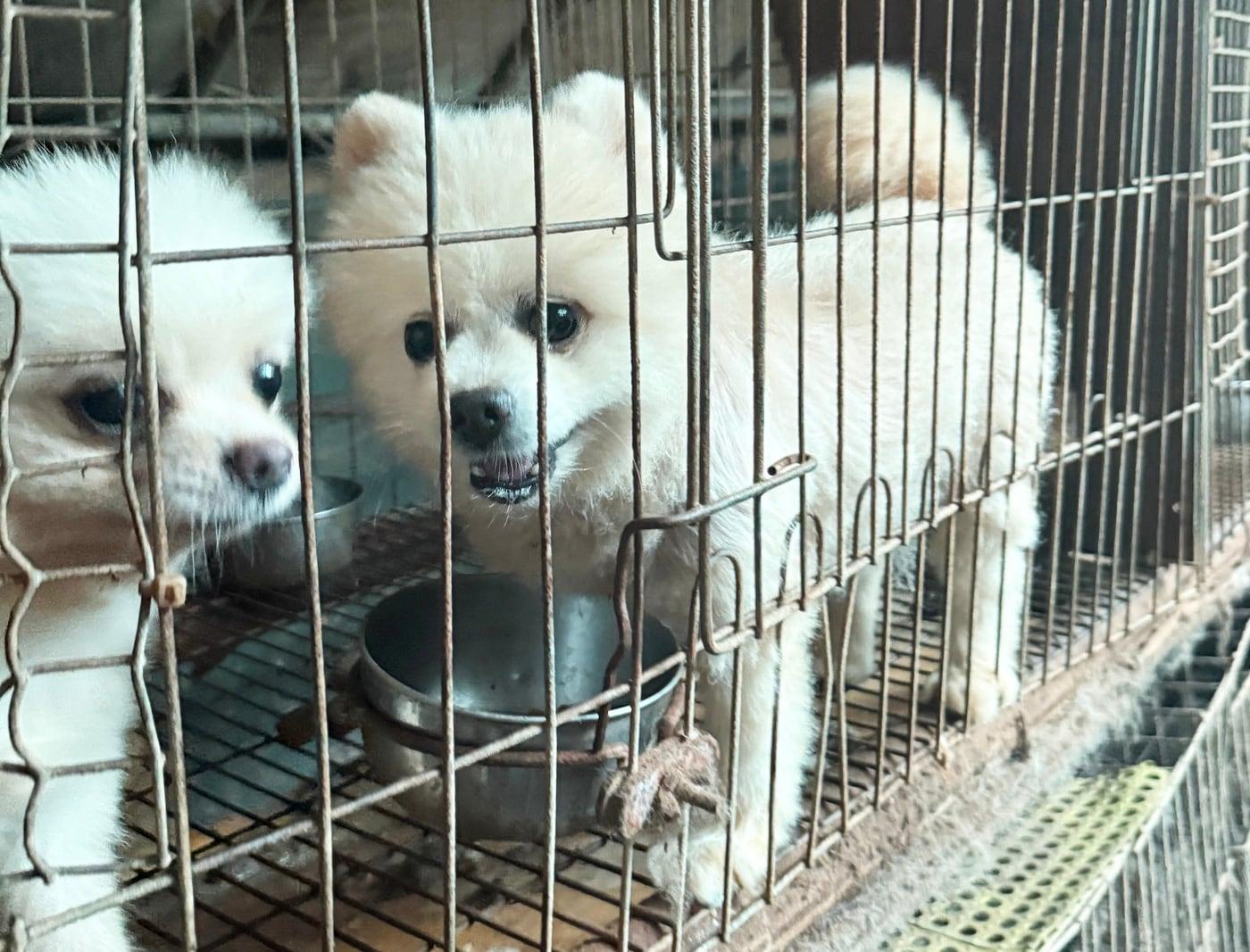 본문 이미지 - 곰돌이컷 형태로 미용된 채 뜬장에 방치된 실습견들&#40;동물자유연대 제공&#41; ⓒ 뉴스1