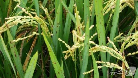 본문 이미지 - 깨씨무늬병에 감염된 벼 (독자제공) /뉴스1 