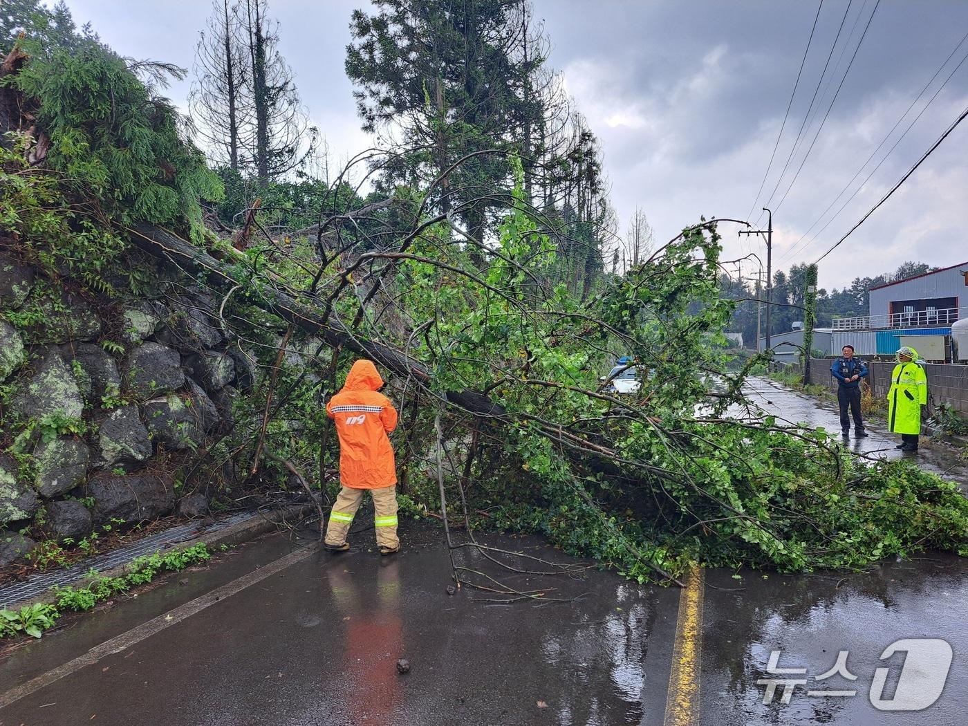 본문 이미지 -  제주 서귀포 토평동 거리에 비바람을 맞은 나무가 쓰러져있다(제주소방안전본부 제공. 재판매 및 DB제공)/뉴스1
