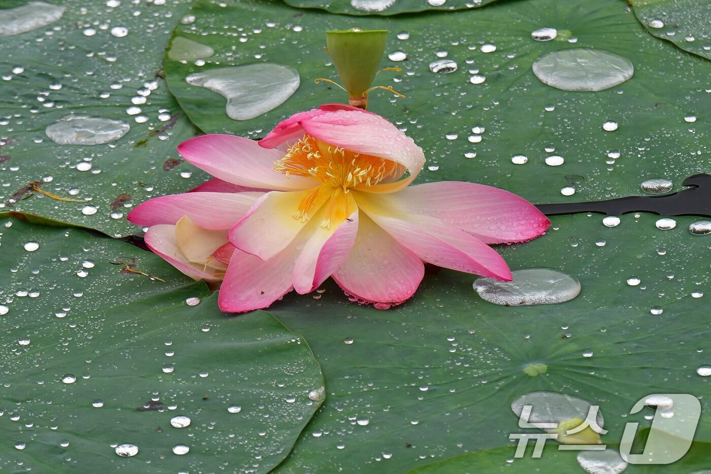 연꽃 자료사진. /뉴스1