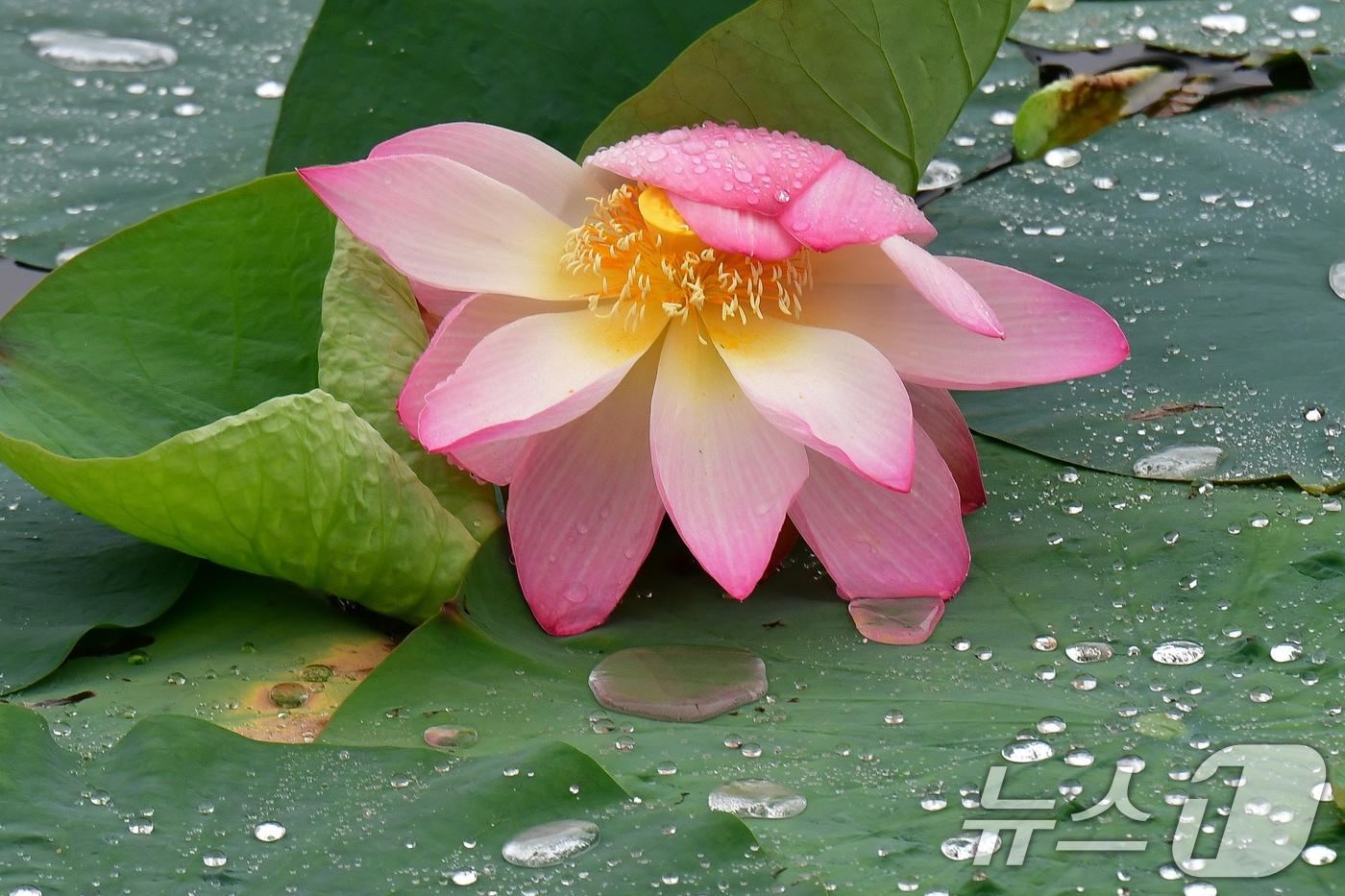 본문 이미지 - 연꽃 위에 맺힌 빗방울.  ⓒ 뉴스1 최창호 기자