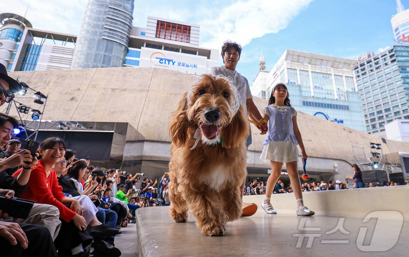 14일 서울 중구 동대문디자인플라자(DDP)에서 열린 반려견과 함께하는 제로웨이스트 패션쇼 '댕댕 런웨이’에 참가한 모델들과 반려견들이 무대 위로 워킹하고 있다. 2025.9.14/뉴스1 ⓒ News1 김진환 기자