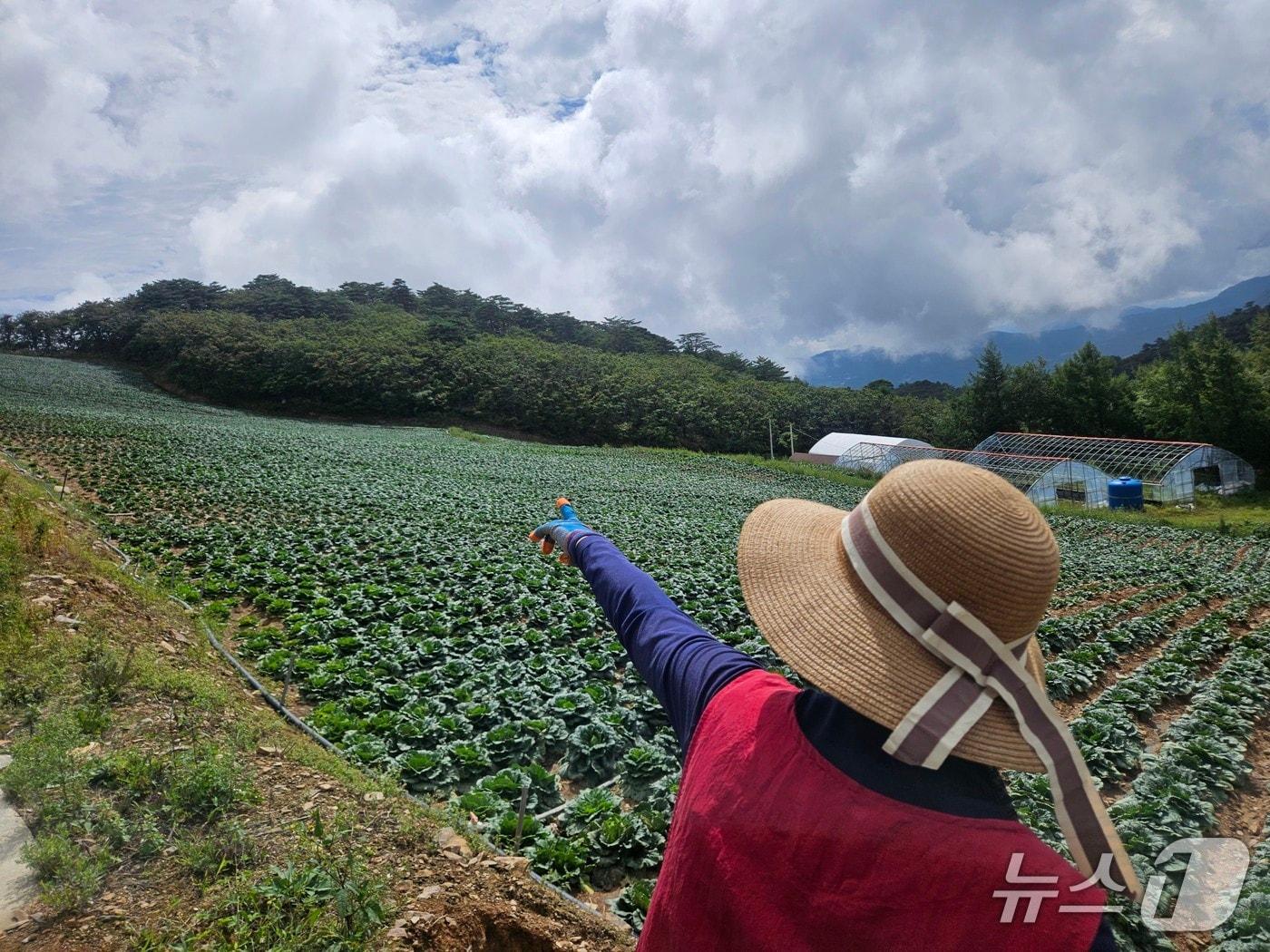 본문 이미지 - 강원 강릉 안반데기 한 배추밭에서 농민이 더위와 물 부족에 생육이 부진한 배추를 가리키고 있다.(뉴스1 DB)