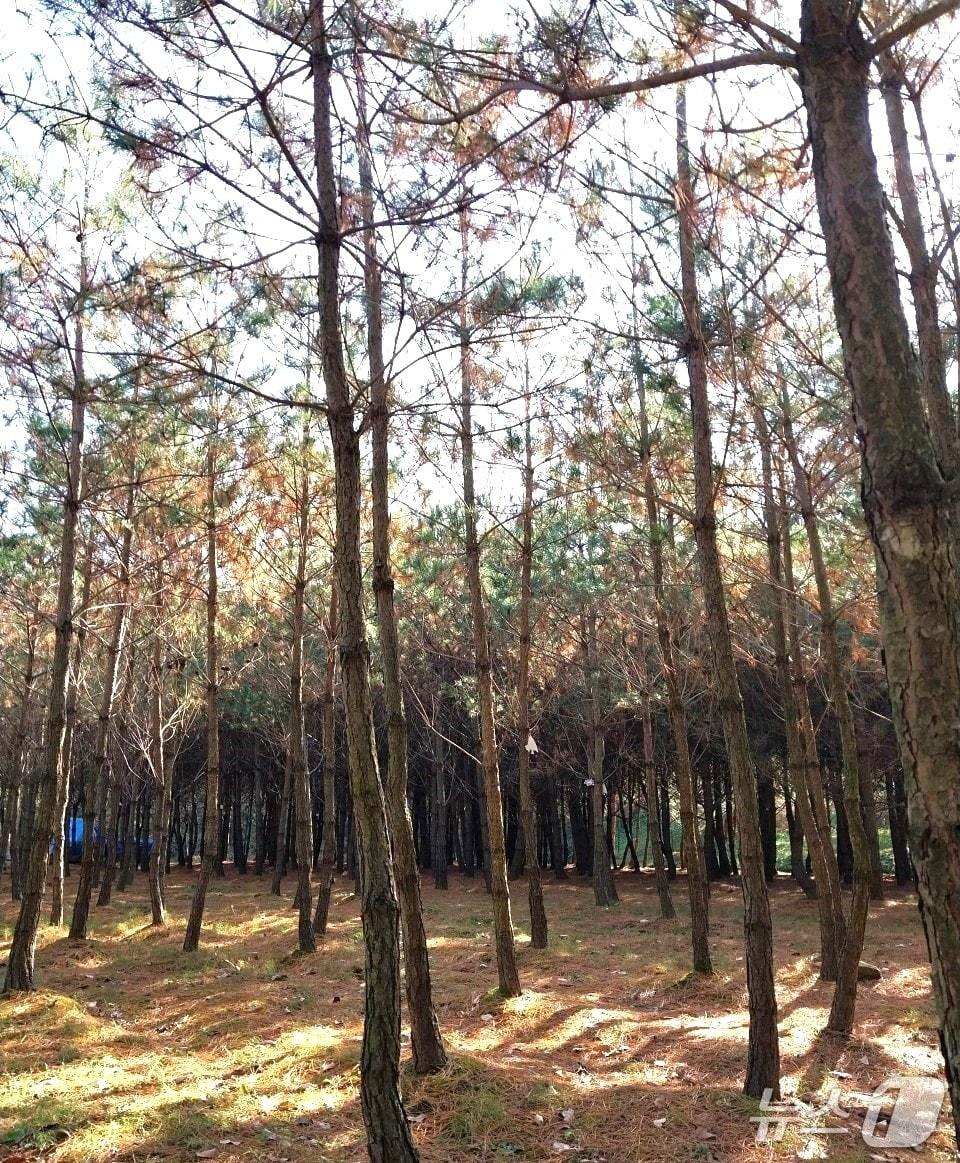 본문 이미지 - 보은군 장안면 오창리 양묘장 정이품송 후계목 /뉴스1 